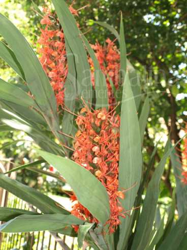 Gengibre vermelho (hedychium coccineum buch.)