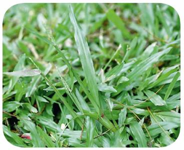Sementes - grama sao carlos (carpetgrass)