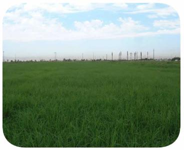 Sementes - capim vaquero (cynodon) - eua