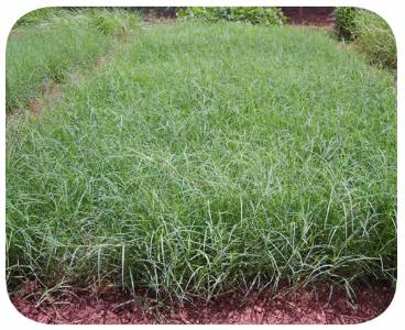 Sementes - capim vaquero (cynodon) - eua