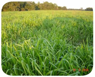 Sementes - brachiaria brizana