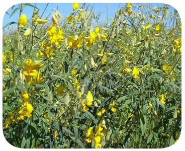 Sementes - crotalária juncea