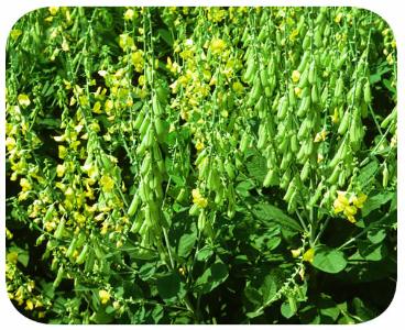 Sementes - crotalária spectabilis