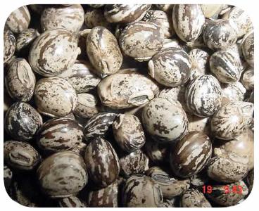 Sementes - mucuna ana