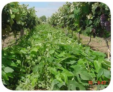 Sementes - mucuna ana