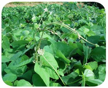 Sementes - mucuna cinza