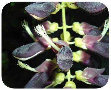 Sementes - mucuna preta