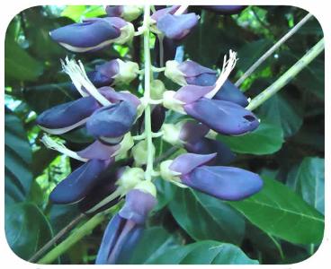 Sementes - mucuna preta