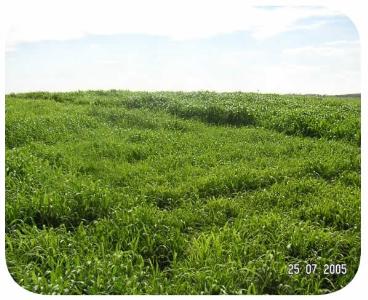 Sementes - milheto brs 1501