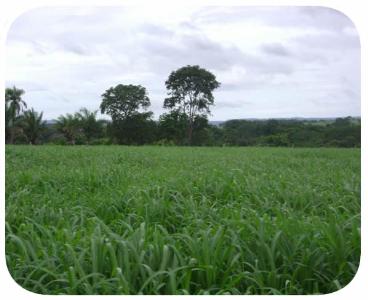 Sementes - mombaca