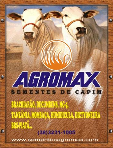 Agromax sementes de capim direto do produtor