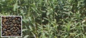 Sementes crotalária juncea