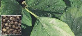 Sementes mucuna ana