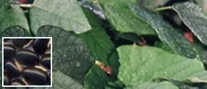 Sementes mucuna preta