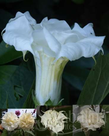 Datura tripla branca