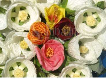 Abutilon branco gigante