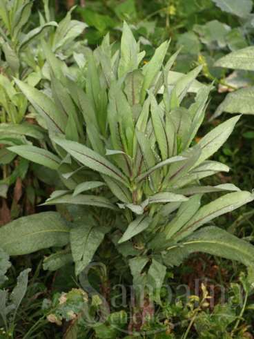 Almeirao roxo - cichorium intybus l