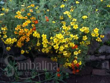 Tagetes - cravo africano - flor de estudante