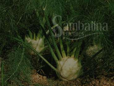 Funcho de cabeca – erva doce de cabeca