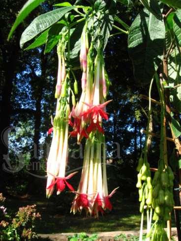 Fuchsia boliviana