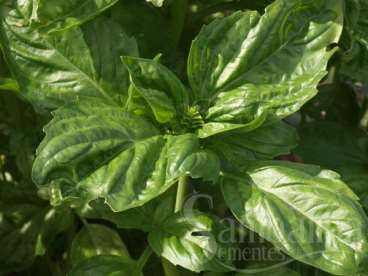 Manjericao genovese (ocimum basilicum)