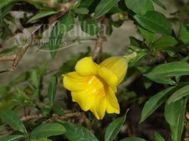 Alamanda - allamanda schottii