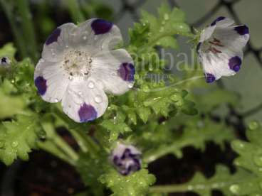 Five spots (nemophila maculata)
