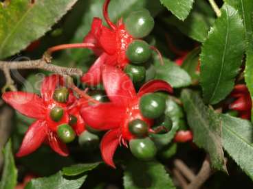 Ócna - ochna serrulata walp. – ochna atropurpurea