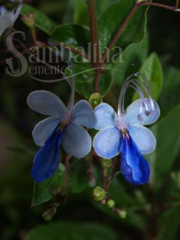 Clerodendron ugandense prain - clerodendro-african