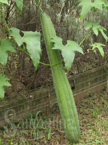 Bucha vegetal - luffa cyllindrica (l.) roem.