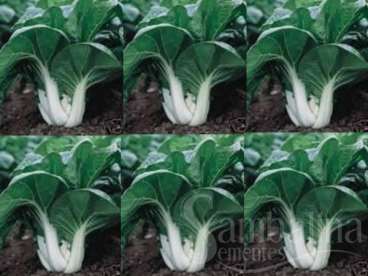 Alface pak choi – brassica rapa chinensis