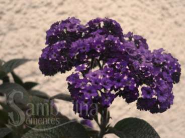 Baunilha dos jardins (heliotropium arborescens l)