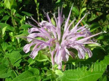 Monarda fistulosa