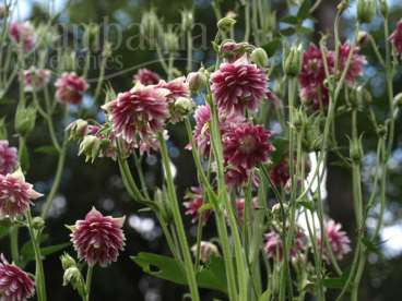 Aquilégia cerulea rosa