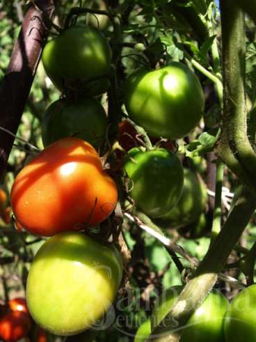 Tomate de 4 metros de berao