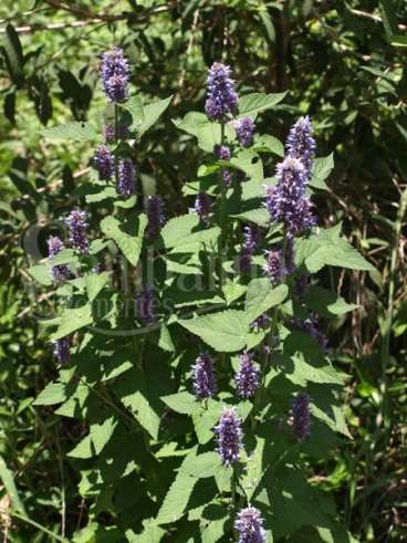 Agastache foeniculum