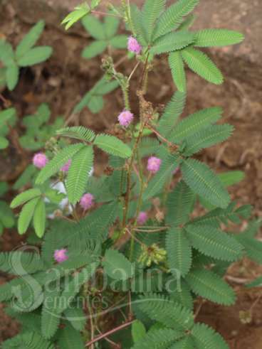 Mimosa pudica - nao-me-toque