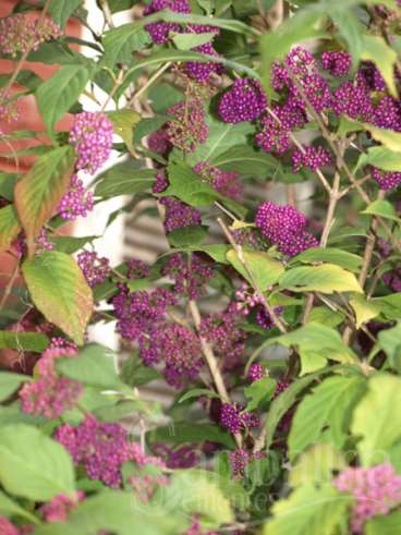 Callicarpa - beautyberry