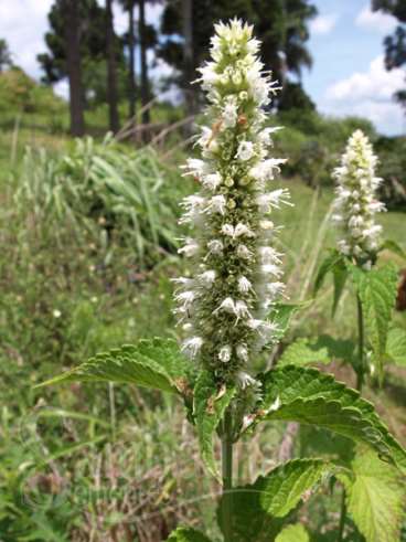 Agastache anisatus - menta branca das montanhas