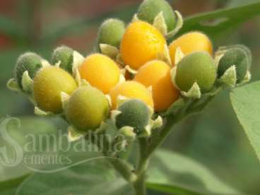 Solanum abutiloides