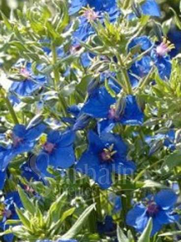 Anagallis monelli