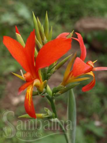 Beri-silvestre – canna indica
