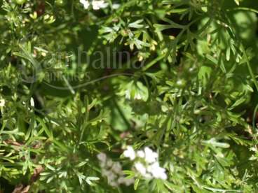 Coentro – coriandrum sativum