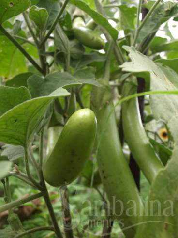 Beringela ai long green