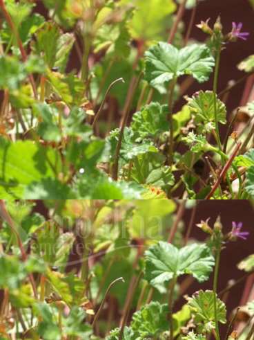 Geranio (pelargonium) de cheiro de coco