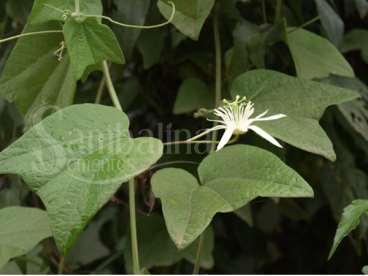 Passiflora capsularis - maracujá