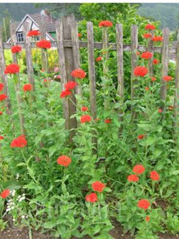 Cruz de jerusalem (lychnis chalcedonica)