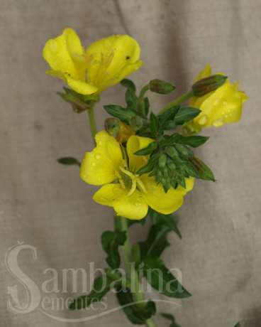 Prímula (oenoera biennis)