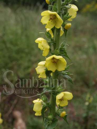 Verbasco - verbascum apsiforme