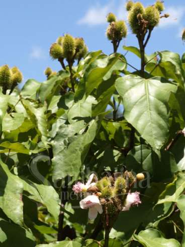 Urucum - bixa orelana l.